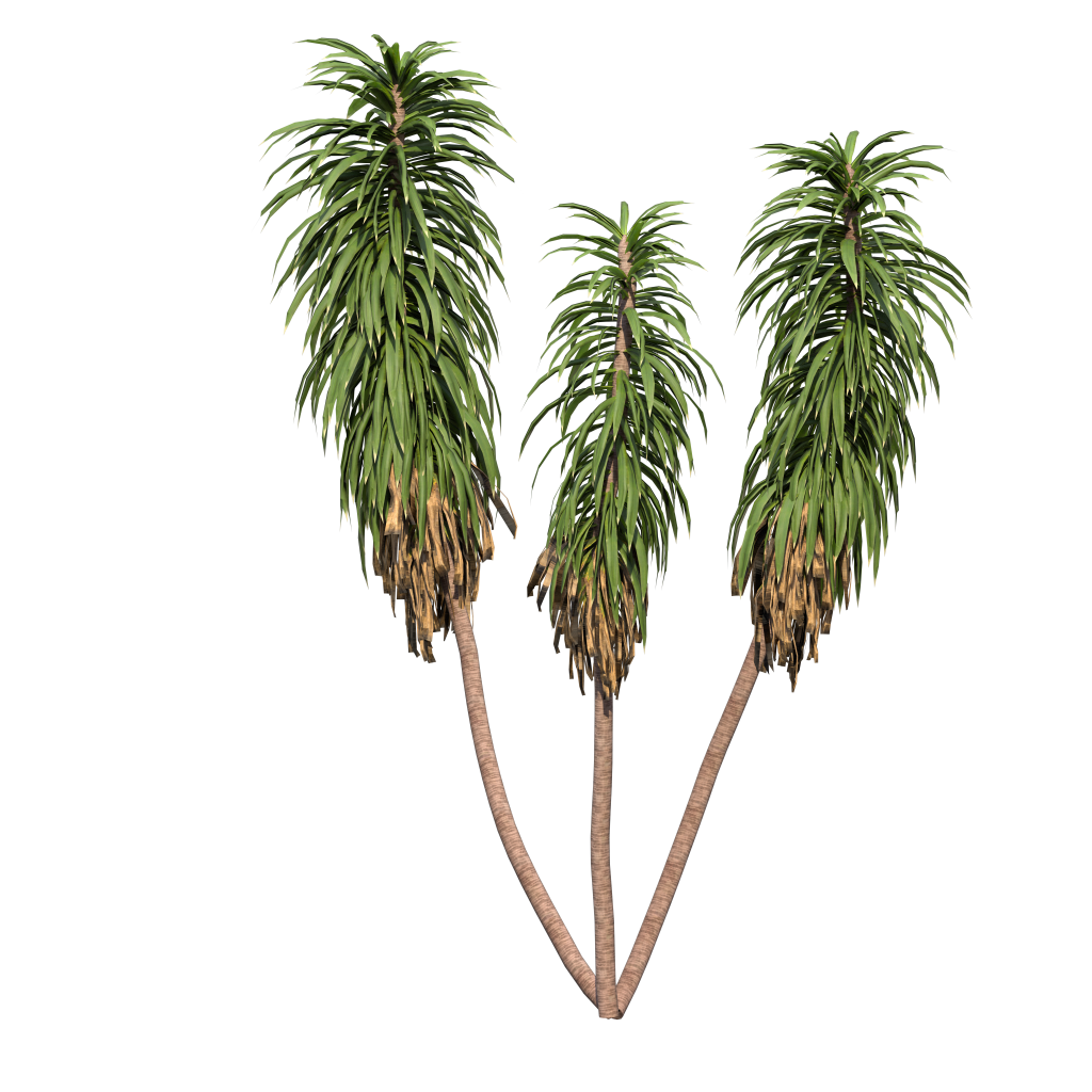 Cordyline fruticosa - Ti Plant 04